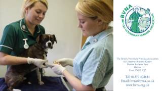 A Career in Veterinary Nursing [upl. by Airednaxela]