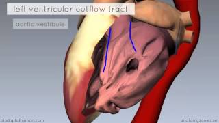 Heart Anatomy  Left Ventricle  3D Anatomy Tutorial [upl. by Ahsilrae]