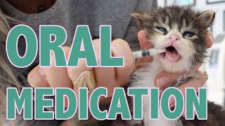 How to Safely Give Oral Medication to Kittens [upl. by Ias]