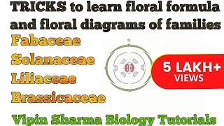 Trick to Learn FLORAL FORMULA and DIAGRAMS of Family Fabaceae Solanaceae Liliaceae  NEET UG [upl. by Aicilak410]