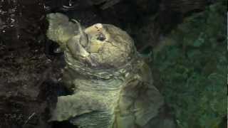 Alligator Snapping Turtle Feeding  Cincinnati Zoo [upl. by Artemus]