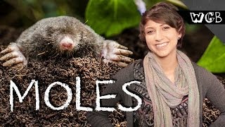 How Do Moles See The World [upl. by Sterne]