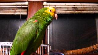 Johnny our Double yellow Headed Amazon Parrot [upl. by Obadiah645]