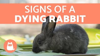 5 Signs Your Rabbit is Dying [upl. by Anibas]