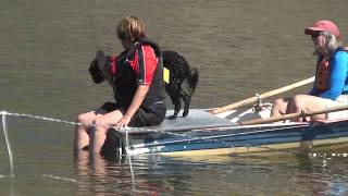 Lily Portuguese Water Dog at the Water Trial Working Water Dog [upl. by Sulecram]