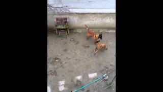 Saillie malinois Kaya amp Stup [upl. by Sommer]