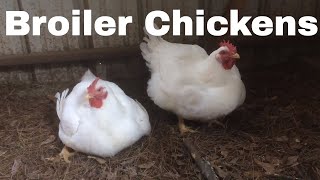 Chicken Breed Analysis The Broiler [upl. by Esikram550]