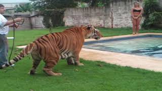 Tiger and Woman in Pool [upl. by Sivrahc]