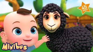 Baa Baa Black Sheep  More Nursery Rhymes amp Kids Songs  Minibus [upl. by Lleder]