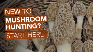 New To Mushroom Hunting Start Here [upl. by Gatian]