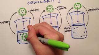 LPA 1B  Osmolarity vs Tonicity [upl. by Ajiam459]