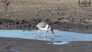 Marabou Worlds Ugliest Stork [upl. by Feirahs]