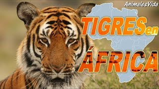 LA HISTORIA TRAS LOS TIGRES QUE VIVEN EN ÁFRICA [upl. by Eilsil]