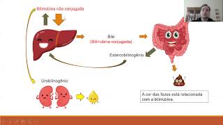 Marcadores plasmáticos de função e lesão hepática  Bilirrubina [upl. by Atteloj800]
