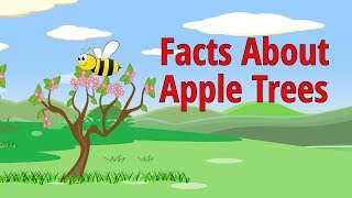 Facts About Apple Trees [upl. by Geiger592]