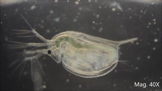 Daphnia magna under the Microscope [upl. by Marcelline939]