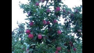 Pruning and Training Apple Trees [upl. by Deutsch]