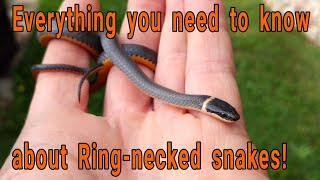 Everything you need to know about Ringnecked snakes Diadophis punctuatus [upl. by Ecirum522]