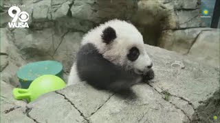 National Zoos baby panda goes live for first virtual meet and greet [upl. by Eelyrehc593]