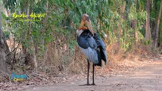 Greater Adjutant [upl. by Munsey802]