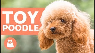 TOY POODLE  Characteristics Character and Care [upl. by Atnod]