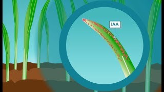 Plant hormones How IAA the most common form of auxin works [upl. by Diba499]