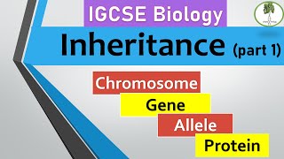 inheritance part 1 Chromosomes genes alleles IGCSE biology [upl. by Siugram465]