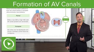 Development of Inferior Vena Cava [upl. by Yrral]