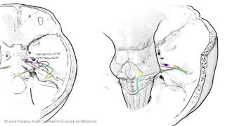 The Facial Nerve CNVII Animated Review [upl. by Shalne]