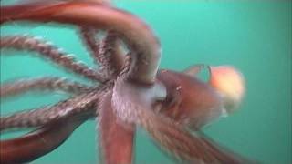 The Fierce Humboldt Squid  KQED QUEST [upl. by Margy]