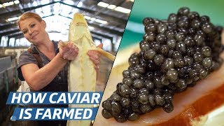 How Russian Sturgeon Caviar Is Farmed and Processed — How To Make It [upl. by Burty603]