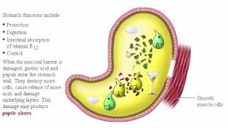 Digestive System Secretion part 2 Secretion HCL and Pepsinogen in Stomach [upl. by Haldeman51]