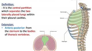 Overview of Thorax 2  Thoracic Contents  Dr Ahmed Farid [upl. by Adnaram]