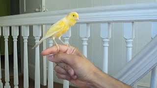 Canary singing on my hand [upl. by Sirromal]