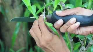 HOW TO PROPAGATE  DENDROBIUM NOBILES [upl. by Erasmus]