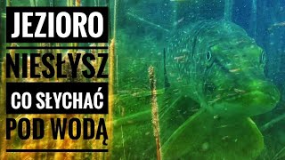 Ryby z jeziora NIESŁYSZ  Kamera pod wodą nurkowanie okoń płoćfish camera under water perchroach [upl. by Kristoforo]