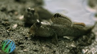 Mudskippers in SloMo [upl. by Sreip57]