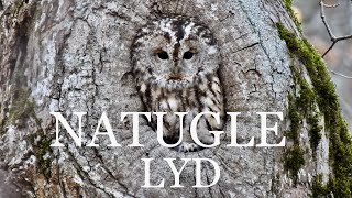 Natugle  lyd skrig kald [upl. by Louanna703]