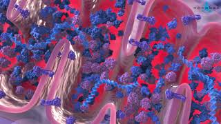 Krebs cycle 3D medical animation [upl. by Adias]