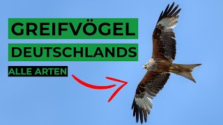 Greifvögel Deutschlands sicher bestimmen [upl. by Happy]