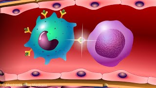 Vaccines and the Immune Response How Vaccines Work [upl. by Bannon77]