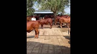 BRAHMAN ROJO PURO  GANADERIA DANIEL [upl. by Mharba]