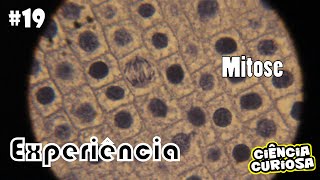 Experimento Microscopia Mitose [upl. by Fortna]