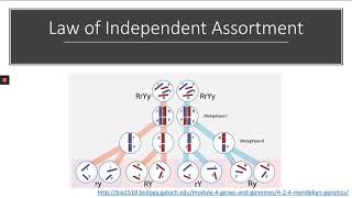 Law of Segregation vs Law of Independent Assortment [upl. by Alemaj]