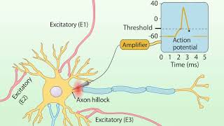 Summation of Postsynaptic Potentials [upl. by Lathrop]