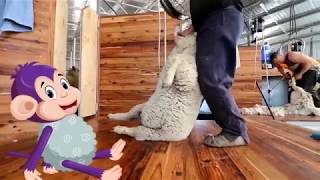 Curious Tots How wool is made into fabric  from farm to shearing shed to mill  Educational videos [upl. by Vickey275]