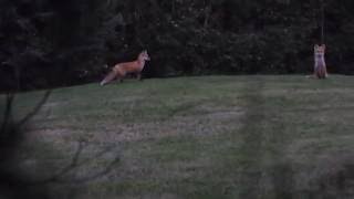 Red Fox Barking [upl. by Yleen]