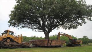 100 Year Old Compton Oak Move Successful in League City [upl. by Ansell454]