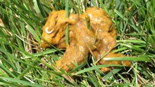 Tapeworm in Dog Poop [upl. by Eiblehs135]