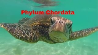 Phylum ChordataWhich animals belong [upl. by Thatch277]